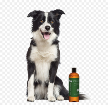 Rough Collie Border Collie Bearded Collie Golden Retriever Sheltie - golden retriever 