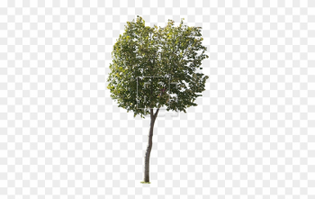Round Green Leaf Tree - Tree Entourage Round Green Leaf Tree - Tree Entourage