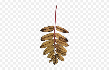 Rowan Tree Foliage Texture Back View Shrub Sorbus Old - Dead Leaves Transparent Rowan Tree Foliage Texture Back View Shrub Sorbus Old - Dead Leaves Transparent