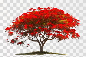 Royal Poinciana tree with red flower in PNG transparent image