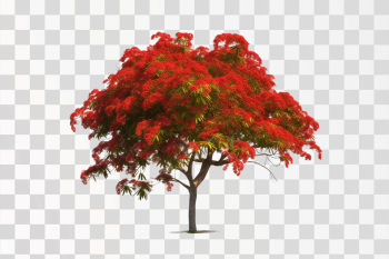 Royal Poinciana tree with red flower in PNG transparent image