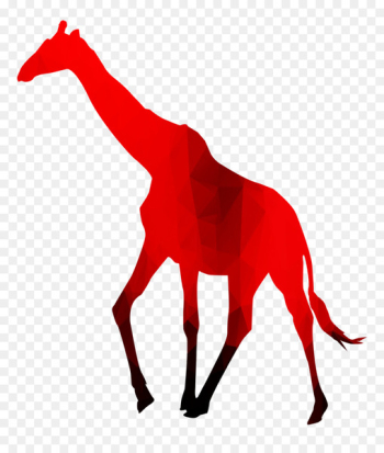 Royalty-free Africa Northern giraffe Image Map - Royalty-free Africa Northern giraffe Image Map -