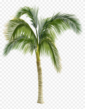 Royalty-free Arecaceae Stock Photography Tree Clip - Palm Tree Royalty Free
