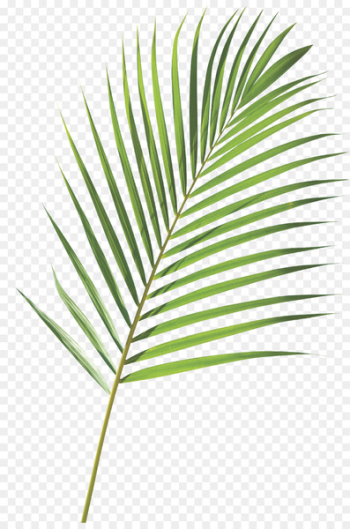 Royalty-free Frond Arecaceae Palm branch Leaf - palm sunday Royalty-free Frond Arecaceae Palm branch Leaf - palm sunday