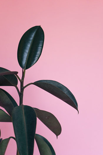 Rubber Tree Plant and solid pink background