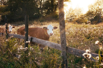 rule of thirds photography of brown cow rule of thirds photography of brown cow
