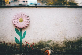 rule of thirds photography of pink flower art rule of thirds photography of pink flower art