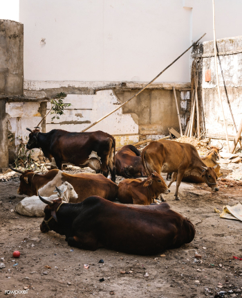 Rural countryside scene in India | Free stock photo - 543562 Rural countryside scene in India | Free stock photo - 543562
