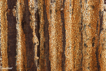 Rusty sheet of metal background | Free stock photo - 525290 Rusty sheet of metal background | Free stock photo - 525290