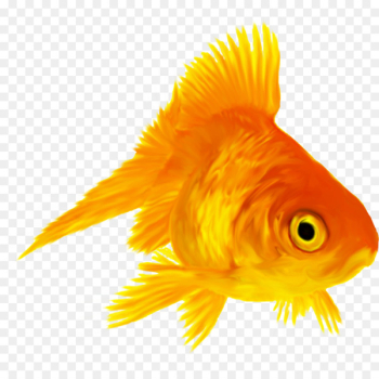 Ryukin Koi Siamese fighting fish Aquarium - goldfish 