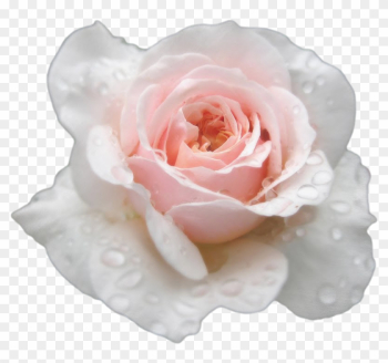 S S Transparent - Transparent Roses Tumblr Wite