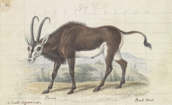 Sable Antelope by Charles Hamilton | Free Photo - rawpixel Sable Antelope by Charles Hamilton | Free Photo - rawpixel