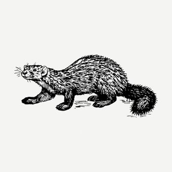 Sable drawing, vintage wildlife illustration | Free PSD - rawpixel Sable drawing, vintage wildlife illustration | Free PSD - rawpixel