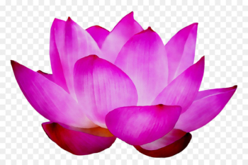 Sacred Lotus Purple - Sacred Lotus Purple -