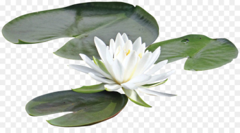 Sacred Lotus Water Lilies Painting Pygmy water-lily Chi Sen - water lilies 