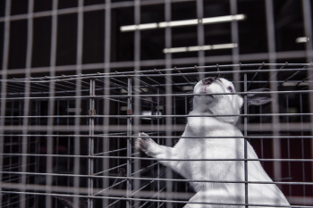 Sad Caged Pet Rabbit Free Photo Sad Caged Pet Rabbit Free Photo