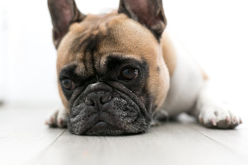 Sad Dog Sad Dog
