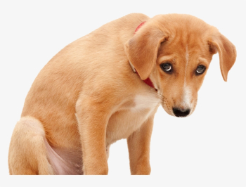 Sad Dog Png Clipart Royalty Free Stock - Sad Dog Png - Free ...