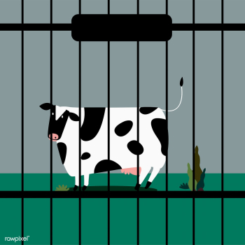 Sad livestock cow in captivity | Free stock vector - 462122 Sad livestock cow in captivity | Free stock vector - 462122