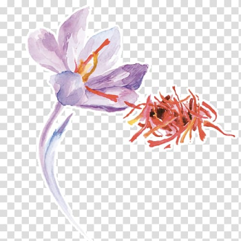 Saffron , rag transparent background PNG clipart