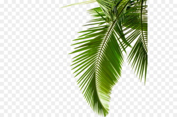 Sago palm Leaf Arecaceae Stock photography Cycad - Green palm leaves 