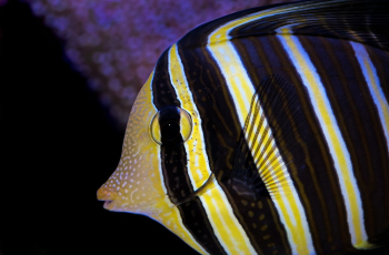 Sailfin Tang. These coral reef fish are found in the Indian and Pacific oceans. The dorsal fin can be raised in an impressive display, hence the name sailfin tang. Photographed at the Cairns Aquarium.