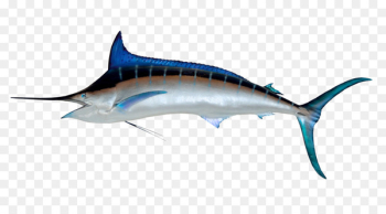 Sailfish Atlantic blue marlin Illustration - Swordfish 