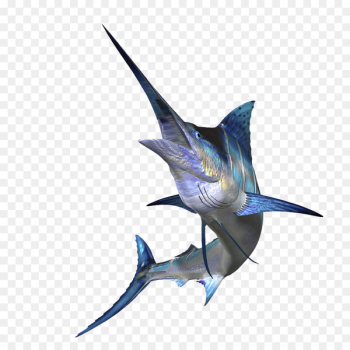 Sailfish Marlin fishing Atlantic blue marlin Big-game fishing - A sword 