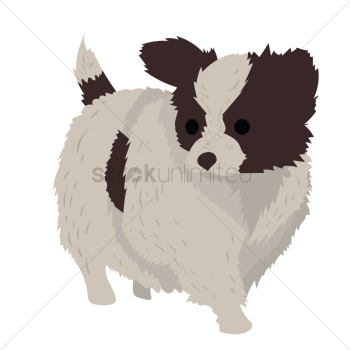 Saint bernard puppy Saint bernard puppy