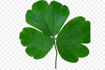 Saint Patricks Day, Republic Of Ireland, Holiday, Leaf, Green PNG