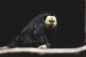Saki Monkey In The Shadows Saki Monkey In The Shadows