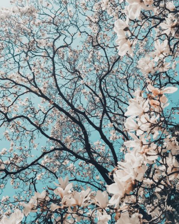 sakura tree in bloom sakura tree in bloom