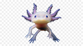 Salamander Reptile png download - 500*500 - Free Transparent ...