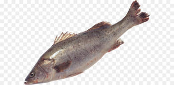 Salmon Fish products Sardine Trout Cod - Fish PNG Salmon Fish products Sardine Trout Cod - Fish PNG