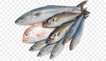 Saltwater fish Clip art - Fish PNG Saltwater fish Clip art - Fish PNG