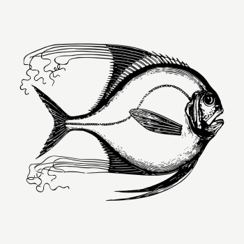 Saltwater fish collage element, vintage | Free PSD - rawpixel Saltwater fish collage element, vintage | Free PSD - rawpixel