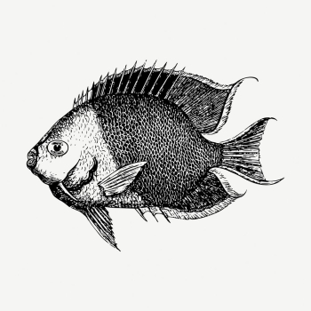 Saltwater fish collage element, vintage | Free PSD - rawpixel Saltwater fish collage element, vintage | Free PSD - rawpixel
