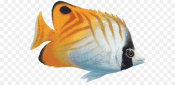 Saltwater fish Coral reef fish - fish Saltwater fish Coral reef fish - fish