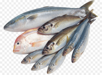 Saltwater fish Freshwater fish Clip art - fish Saltwater fish Freshwater fish Clip art - fish