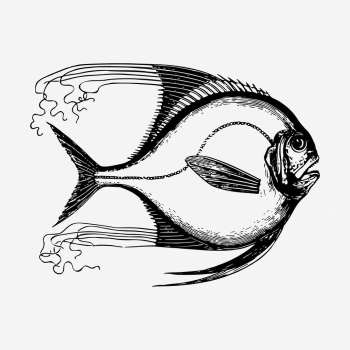 Saltwater fish hand drawn illustration. | Free Photo - rawpixel Saltwater fish hand drawn illustration. | Free Photo - rawpixel