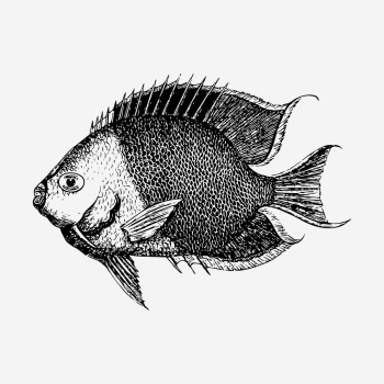 Saltwater fish hand drawn illustration. | Free Photo - rawpixel Saltwater fish hand drawn illustration. | Free Photo - rawpixel