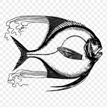 Saltwater fish png drawing sticker | Free PNG - rawpixel Saltwater fish png drawing sticker | Free PNG - rawpixel