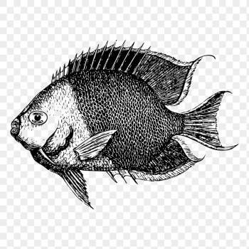 Saltwater fish png drawing sticker | Free PNG - rawpixel Saltwater fish png drawing sticker | Free PNG - rawpixel