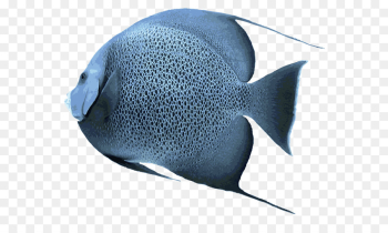 Saltwater fish Pomacanthidae Clip art - fish png download - 640 ...