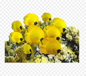 Saltwater fish Yellow tang Sea Underwater - sea Saltwater fish Yellow tang Sea Underwater - sea