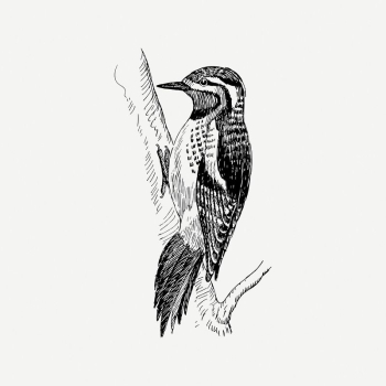 Sapsucker bird clipart, vintage animal | Free PSD Illustration - rawpixel Sapsucker bird clipart, vintage animal | Free PSD Illustration - rawpixel
