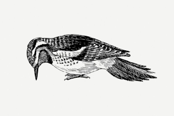 Sapsucker bird clipart, vintage animal | Free PSD Illustration - rawpixel Sapsucker bird clipart, vintage animal | Free PSD Illustration - rawpixel