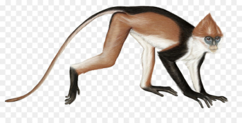 Sarawak surili Primate Monkey Sumatran surili Tail - Walking monkeys 