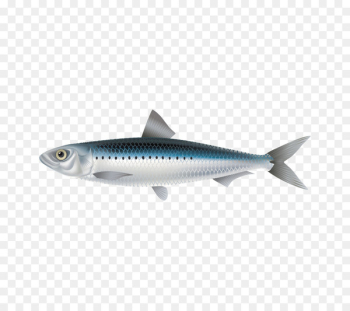 Sardine Crucian carp Fish Mackerel - Fish,fish Sardine Crucian carp Fish Mackerel - Fish,fish