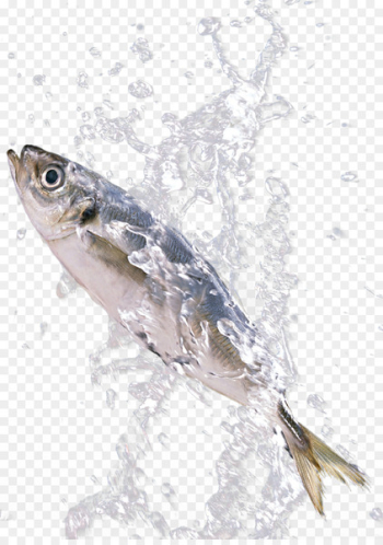 Sardine Fish Download - Fish in the splash Sardine Fish Download - Fish in the splash